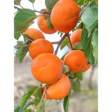 无核柿子树果苗盆栽地栽盘柿黑柿脆柿甜柿子苗树特大庭院果树火晶