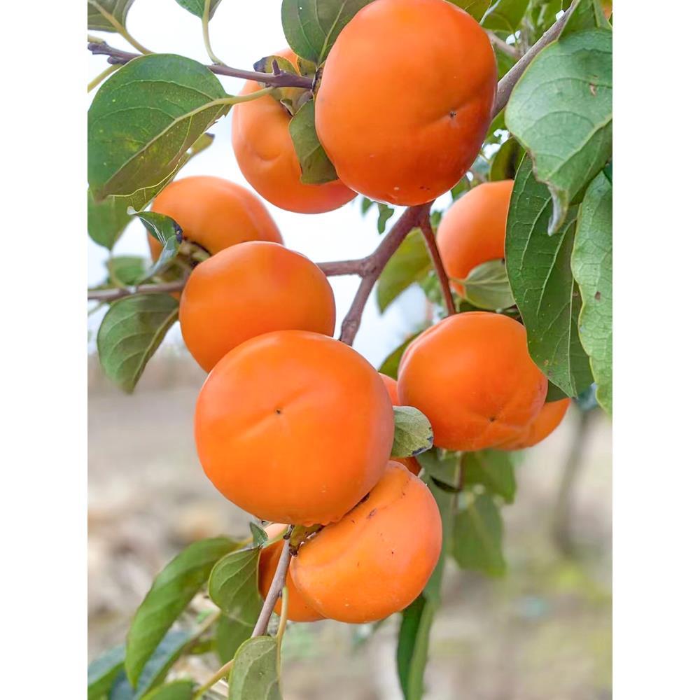 无核柿子树果苗盆栽地栽盘柿黑柿脆柿甜柿子苗树特大庭院果树火晶