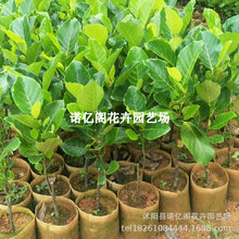 印尼红菠萝蜜苗嫁接南北方种植盆栽榴莲蜜树苗果树苗红肉树菠萝苗