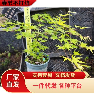 һ�����lԭ����Ȫ��һ��һ��Ǥ����