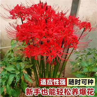 �˰����N��������������ɳ�Aʯ�⻨�҃�����ֲ�������_���ܷN��