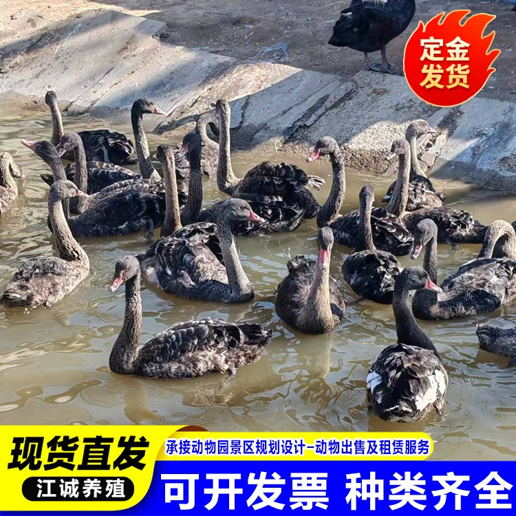 Экологически свободно пасущиеся живые взрослые черные лебеди в живописных местах, фермерских парках и декоративные черные лебеди продаются по ценам живых растений.