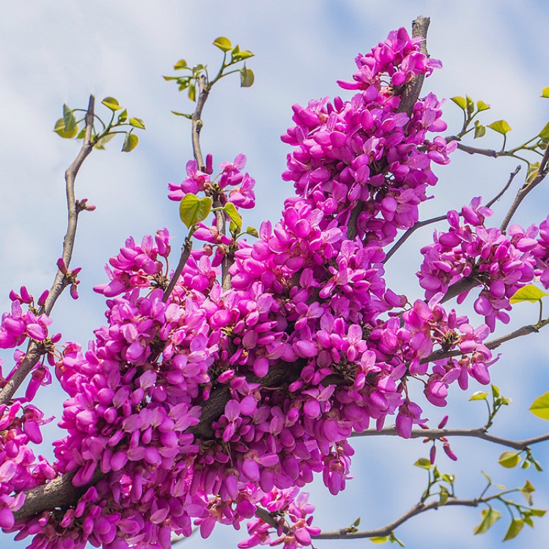 新采苗木种籽巨紫荆种子别名满条红乌桑树湖北紫荆乔木紫荆