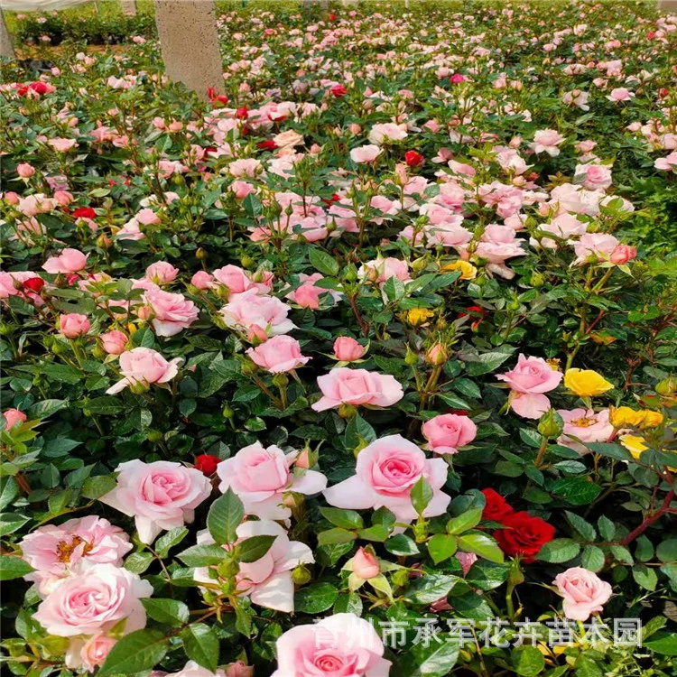 Миниатюрная Роза Шаньдун поставляет большое количество сортов роз озеленение саженцев городской парк озеленение