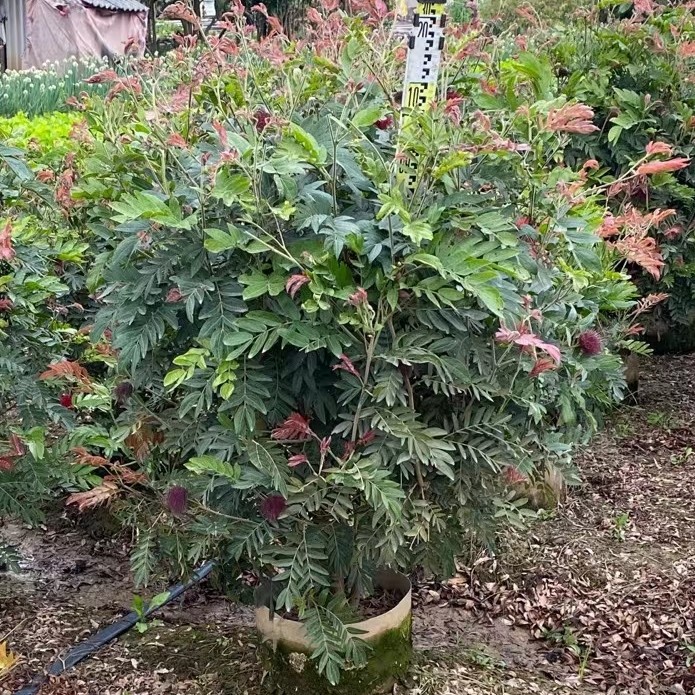 红绒球绿篱植朱缨花中山灌木基地批发-阿里巴巴
