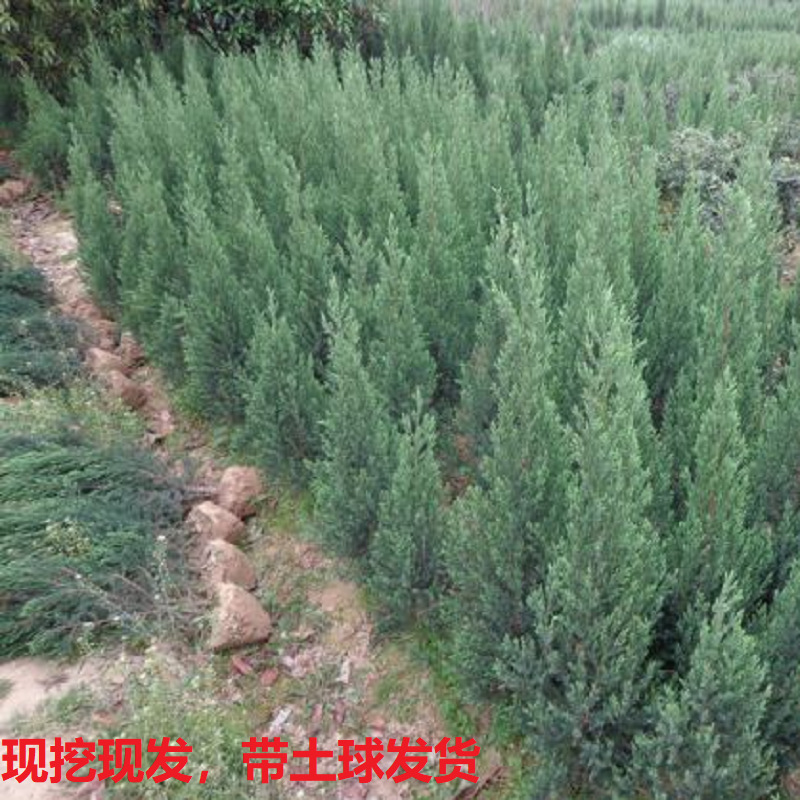 刺柏树苗刺柏塔松柏树刺松苗绿化树苗庭院现挖现发带原土土球发货