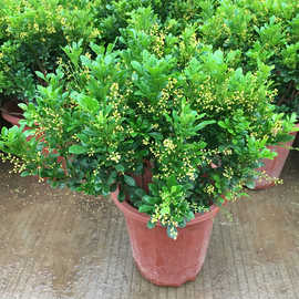 米兰花苗盆栽花卉阳台观花喜阳植物净化空气四季绿植盆景开花驱蚊