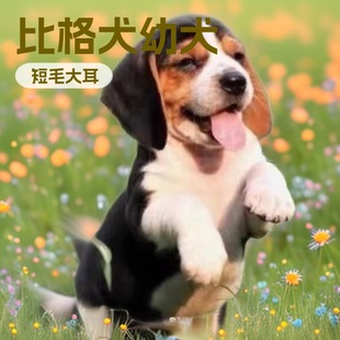 ���l�ȸ�Ȯ��Ȯ���w����С���C��Ȯ�����ȸ�С��Ȯ���ﹷ�ȸ�Ȯ