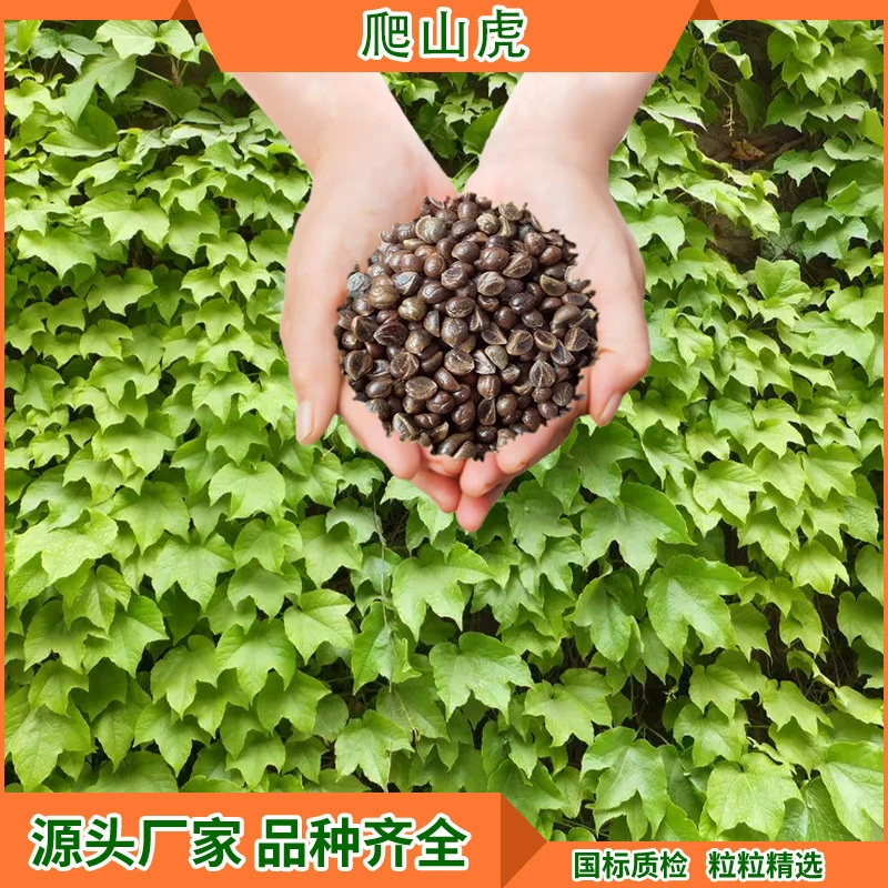 Садоводство Озеленение Семена Партеноцисса Крипера Семена Ротанга Трава Семена Вилла Двор Украсить Растения Ротанга Озеленение Семена Травы