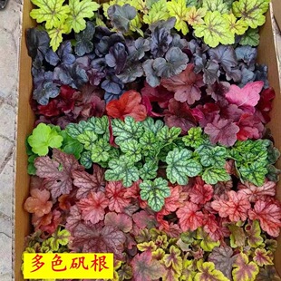 �\�����Ի���ֲ���҃Ⱥ��B�Ļ����ļ������^�~ͥԺ�ͺ����@�׳ɻ�