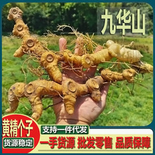 【九华山黄精】黄精个子老虎姜山姜老黄精个 鸡头黄精包邮500克