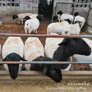 �Ų��d�����һֻ �������u�Ų��d�����ĸ��� �������ı���