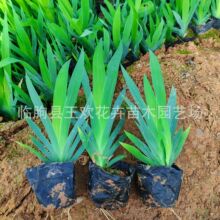 �{���Sβ��ͥԺ�e�����@ֲ�����Ժ����m�R�m����ݱ�����ˮ��ֲ��