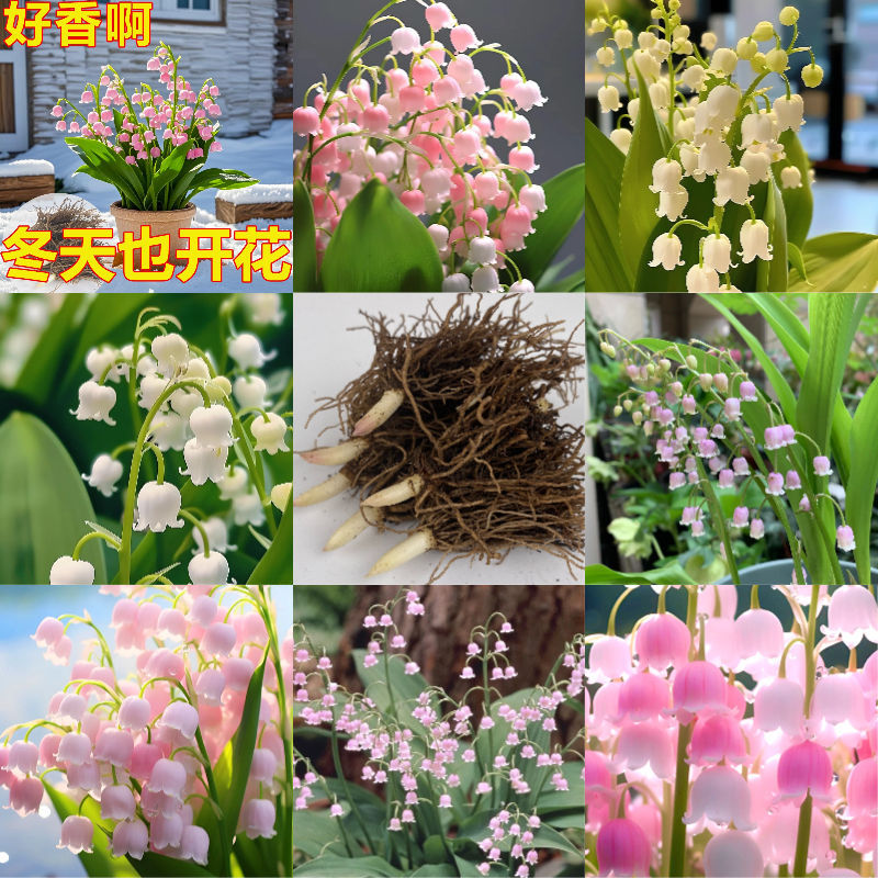 [Te doy una maceta de orquídeas con raíces y brotes, buena resistencia al frío, fragancia fuerte, plantas en floración hidroponía, flores de cultivo de tierra.
