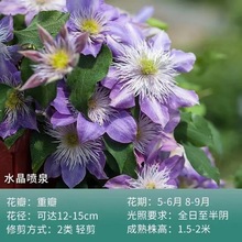 爬藤铁线莲花苗盆栽花卉藤本植物重瓣大花丰花小绿大河花卉新幻紫