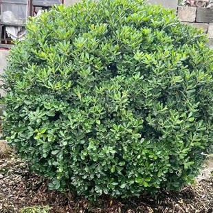 ���ش������l��ͩ��P80-300CM���|��ϵ���@�־G���ɻ��ʸ�