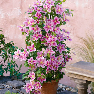 Clematis Seedlings Small Seedlings Vine Flower Plant Clematis Balcony Potted Courtyard Ground Planting Utopia River
