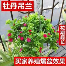 室内花卉绿植盆栽家里植物吊兰牡丹吊兰阳台吸甲醛防辐射净化空气