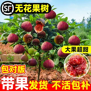 无花果树果苗波姬红盆栽特大南北方庭院芭劳奈阳台种植耐寒水果树