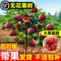 种植庭院特大盆栽果苗