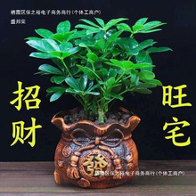 厂家直销四季常青八方来财树鸭脚木室内阳台桌面绿植花卉盆栽