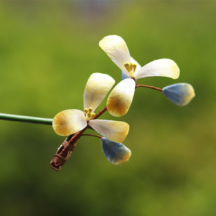 ���m���ݡ����L���z�Q�z�q���l�A�S��ɫ�u׃�l��L�h���Ʒ�^�