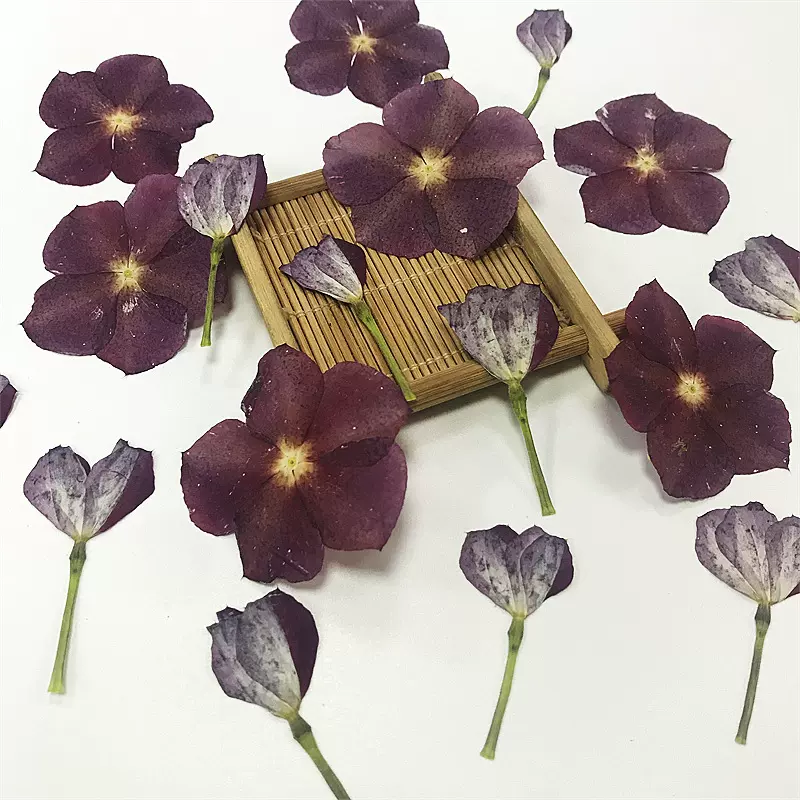 diy手工饰品学生树叶贴画材料相框押花标本 长春花书签干花材料