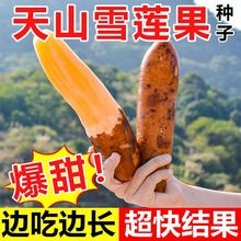 雪莲果种孑云南天山雪莲果种籽现挖红心雪莲果种子黄心雪莲果正宗