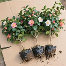 ɽ�軨������ɫ�൤���Ի��ܾGֲ��õ�廨���B�ļ��N�_���̨�ͺ�