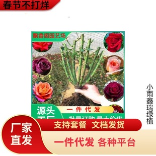 һ�����l��������硿õ�廨�������Nޱ�¼������҃���Gֲ�̨�k