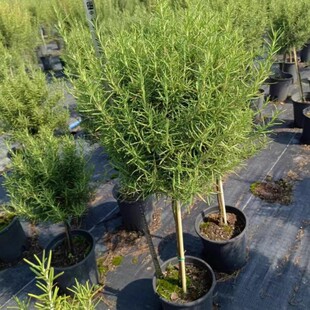 Rosemary Lollipop Shape Old Pile Purple Flower Fragrance 1 Gallon