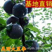 �󿂽y���S����÷���� �޽���÷�� ���Ә����ϱ����Nֲ����Y����