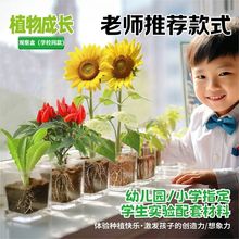 ��ͯ����NֲС����С�W���^��ֲ�����L�߹����ܸ�ϵ�^������տ�