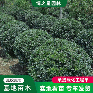 �������l���~�S���򻨉����̾G����ľ��·�����ͺ��G�h���~�S����