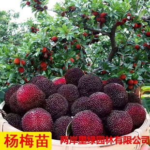 �|����÷������� ���ڼ޽ӗ�÷���� �ش������ϱ����Nֲ����Y��