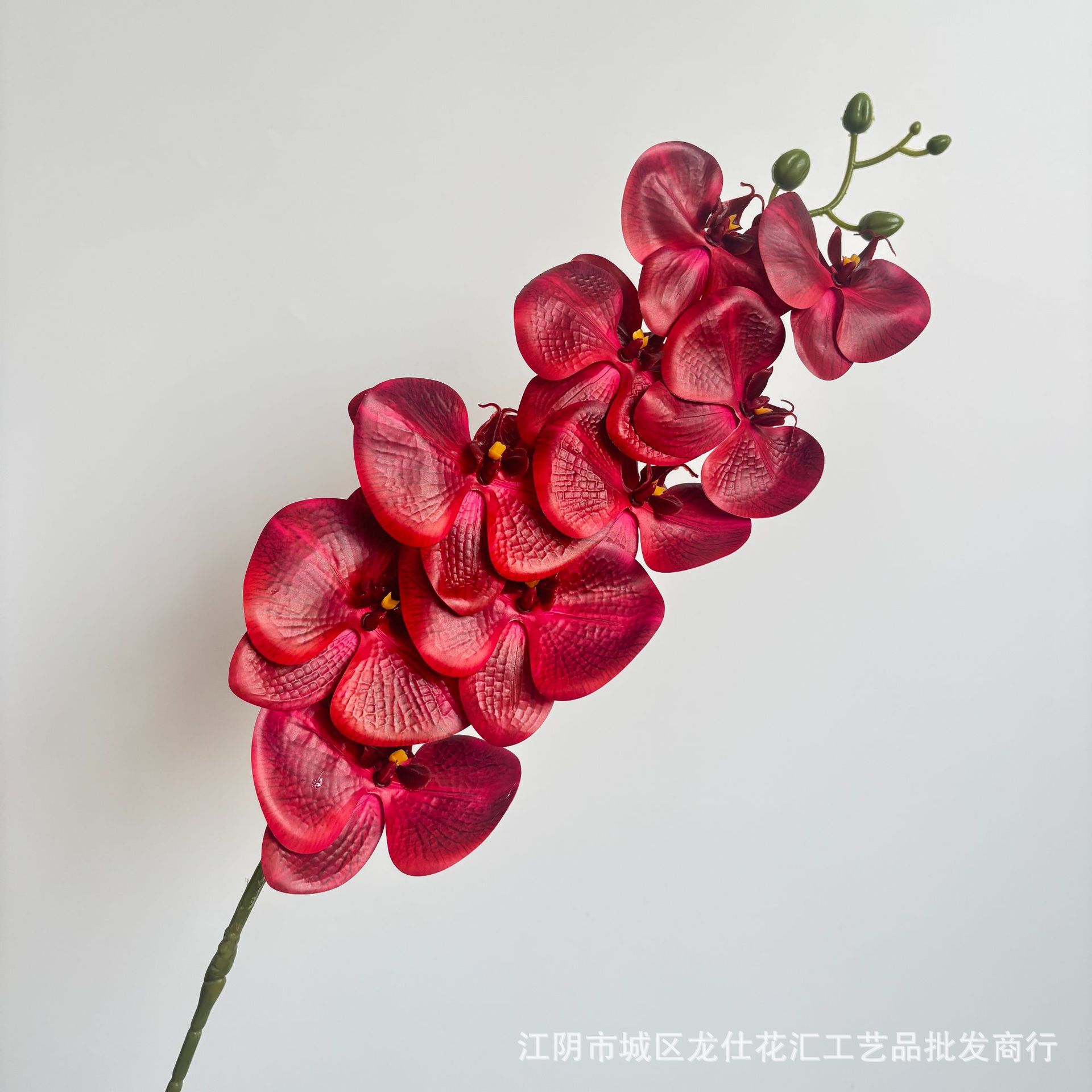 호접란 검정과 빨강