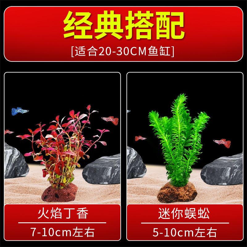 火山石水植物鱼缸净化水质懒人造景摆件全套底砂套餐性真|undefined