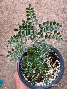 ����ɯ ������� ������ �ķ�ˮţ�� ����ֱ��������Gֲ