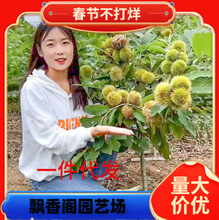 嫁接板栗苗大红袍板栗树苗结果栗子苗南方北方种植苗当年结果树苗