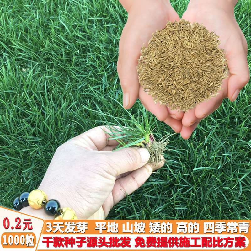 耐寒绿化草坪子种护坡四季常青黑麦草高羊茅狗牙根百喜草百慕大