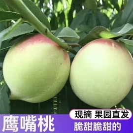 速冻中式面点;传统糕点;月饼