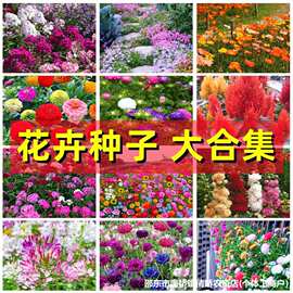 【一件代发】重瓣太阳花多年生四季开花波斯菊百日草籽野花卉种子