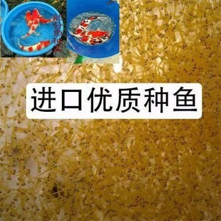 �\��ˮ���~�缃�N�ձ��t���Ѻʹ�����ɫ�p���^�p�~��ˮ�\��С���~