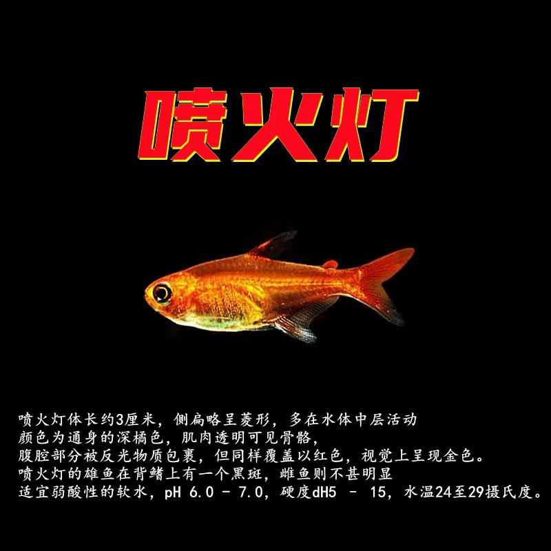 Орнаментальная рыба, огнедышащая лампа, маленькая рыба, тропическая рыба, пресноводная лампа, рыба, пламенная лампа, аквариум, группа рыб, плавание, живой пакет