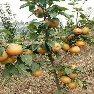 �����箔��Y�����´���O��ɳ���ϱ����Nֲ���Ե��Լ޽����Ә�