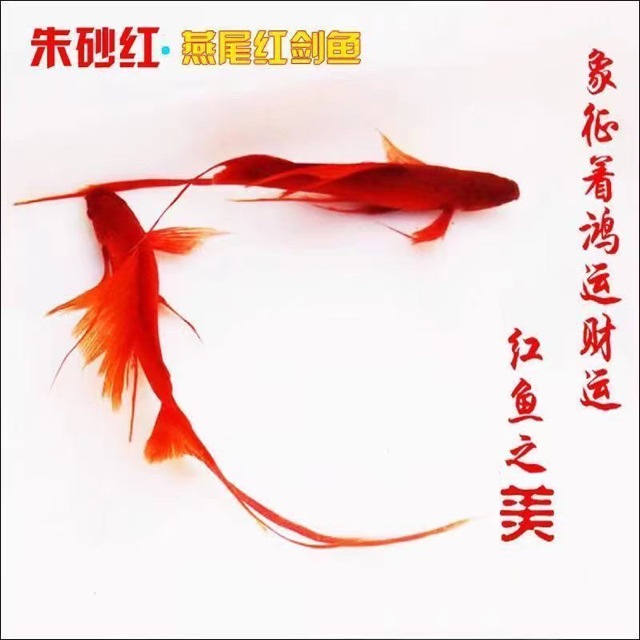 小型淡水观赏鱼燕尾红剑长尾双尾高鳍菊花帆红箭鱼凤尾孔雀鱼混养