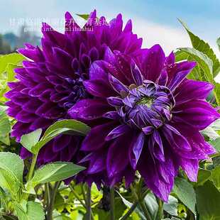 Large-Flowered Dahlia Bulbs, Large-Flowered Dahlia Rhizomes, Sweet Potato Flowers, Perennial Flower Bulbs That Bloom in the Same Year