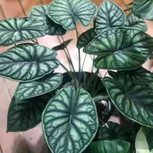 Dragon Scale Taro Formaldehyde Removal Plant Rhinoceros Imported Rare Foliage Plant Potted Indoor Living Room Popular Green Plant