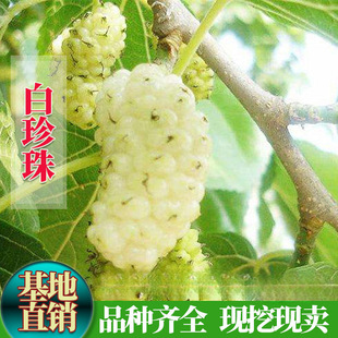 ��ɣ��������ɣ�ؘ����Ϸ������Nֲ���Ե��԰�ɣ������޽�ɣ��