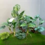 仿真商场桌面植物假草